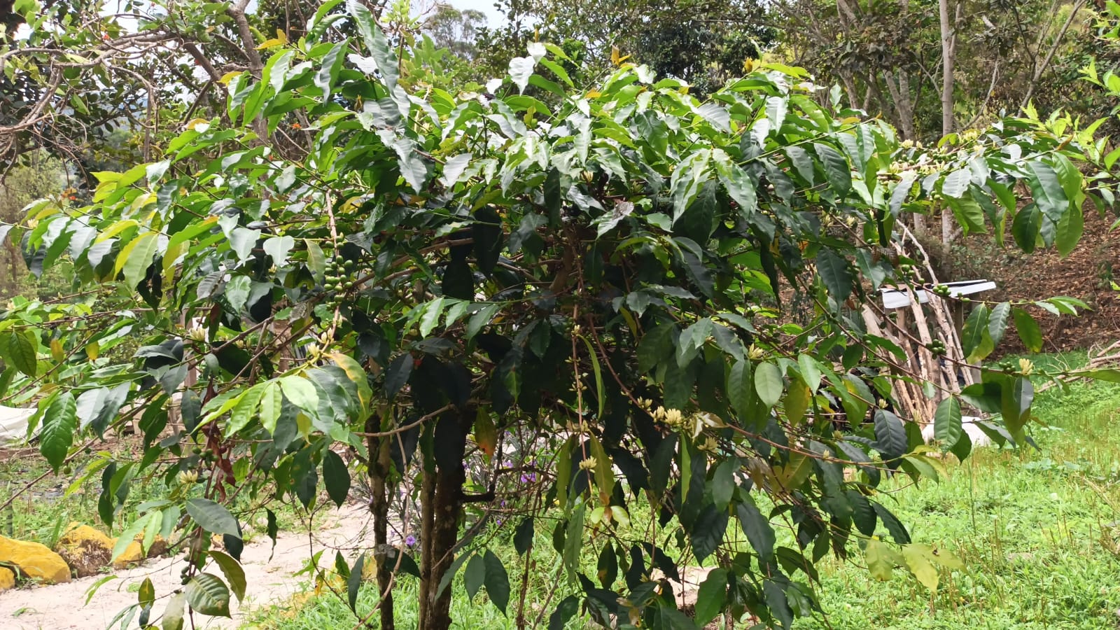 Cafeto con flores y frutos verdes en el jardín de Villa Bienestar